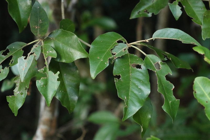 Croton insularis, photographed by Greg Tasney