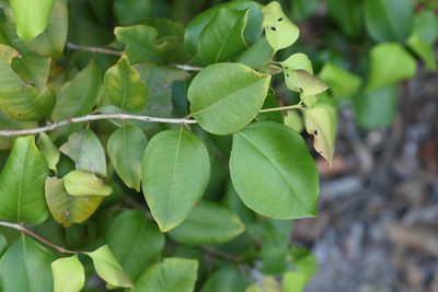 Rhodamnia dumicola, photographed by Greg Tasney