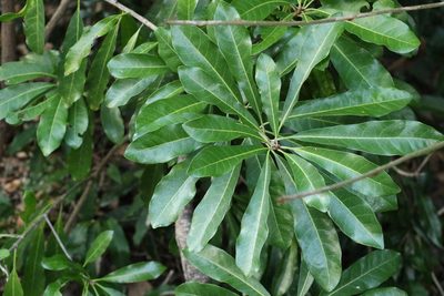 Planchonella pohlmaniana, photographed by Greg Tasney