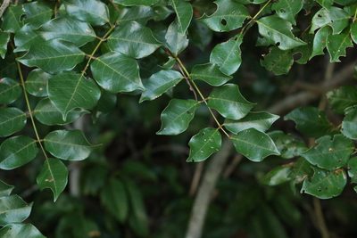 Austrosteenisia blackii, photographed by Greg Tasney