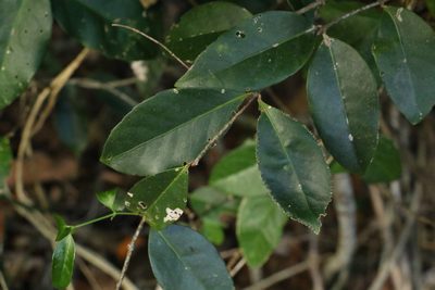 Loeseneriella barbata, photographed by Greg Tasney