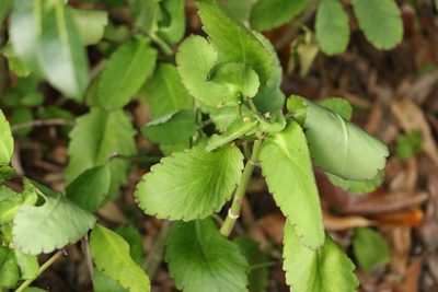 Kalanchoe pinnata, photographed by Greg Tasney