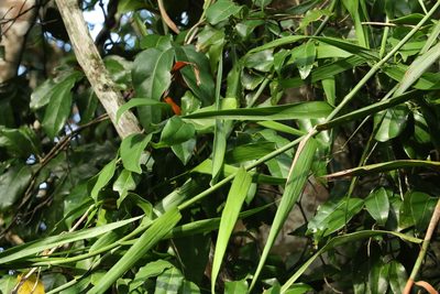 Flagellaria indica, photographed by Greg Tasney