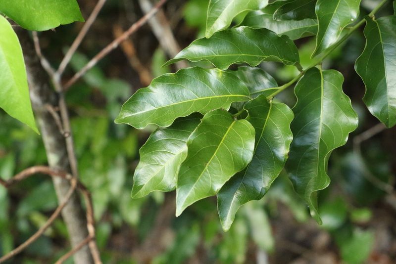 Ventilago pubiflora, photographed by Greg Tasney