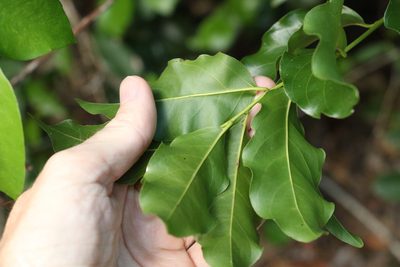 Ventilago pubiflora, photographed by Greg Tasney