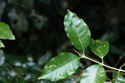 Olea paniculata, photographed by Greg Tasney