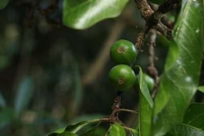 Planchonella pohlmaniana, photographed by Greg Tasney