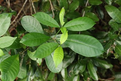 Tabernaemontana pandacaqui, photographed by Greg Tasney