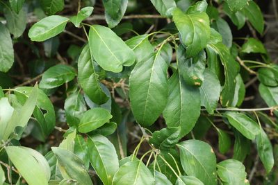 Claoxylon tenerifolium, photographed by Greg Tasney