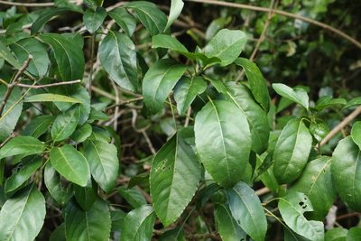 Claoxylon tenerifolium, photographed by Greg Tasney