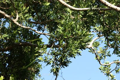 Agathis robusta, photographed by Greg Tasney