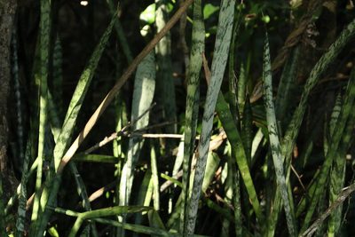 Dracaena trifasciata, photographed by Greg Tasney