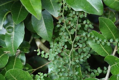 Capparis sarmentosa, photographed by Greg Tasney