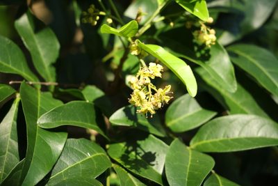 Harpullia pendula, photographed by Greg Tasney