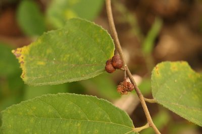 Grewia latifolia, photographed by Greg Tasney