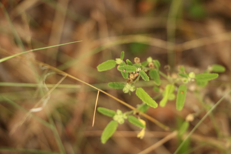 Sida spinosa, photographed by Greg Tasney