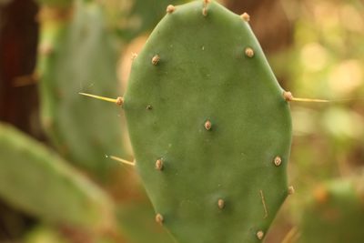 Opuntia stricta, photographed by Greg Tasney
