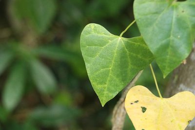 Tinospora smilacina, photographed by Greg Tasney