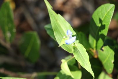 Commelina cyanea, photographed by Greg Tasney