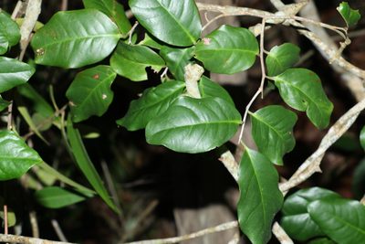Embelia australiana, photographed by Greg Tasney