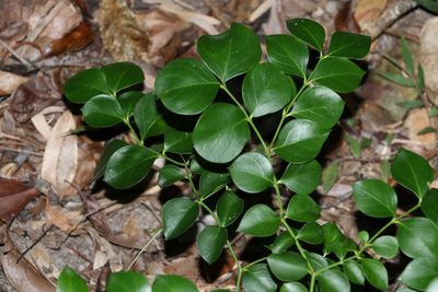 Carissa spinarum, photographed by Greg Tasney