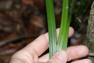 Gymnostachys anceps, photographed by Greg Tasney