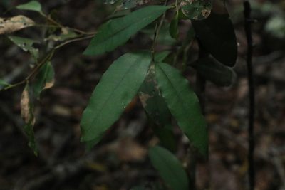 Diospyros pentamera, photographed by Greg Tasney