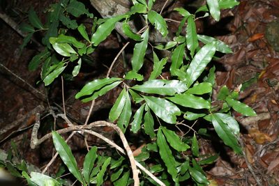 Beilschmiedia obtusifolia, photographed by Greg Tasney