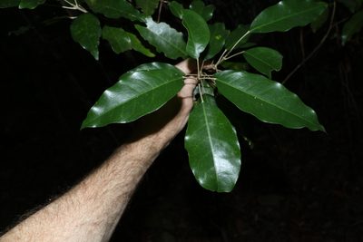 Sarcomelicope simplicifolia, photographed by Greg Tasney