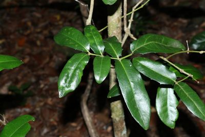 Wilkiea macrophylla, photographed by Greg Tasney