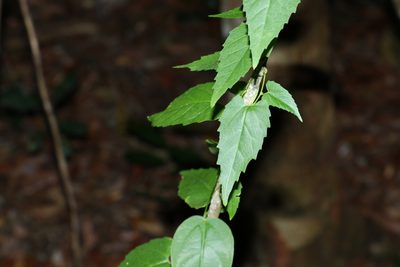 Tragia novae-hollandiae, photographed by Greg Tasney