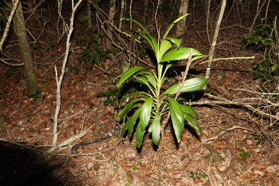 Cordyline rubra, photographed by Greg Tasney
