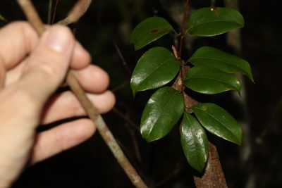 Ripogonum brevifolium, photographed by Greg Tasney