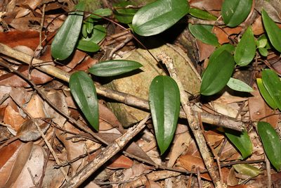 Smilax glyciphylla, photographed by Greg Tasney