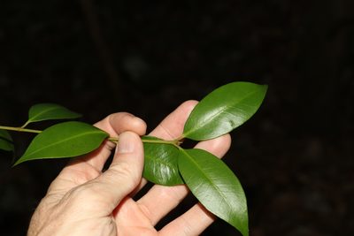 Syzygium oleosum, photographed by Greg Tasney