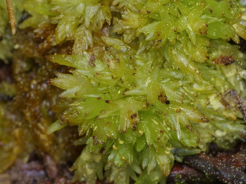 Sphagnum perichaetiale, photographed by Michelle W. （鍾偉瑋）