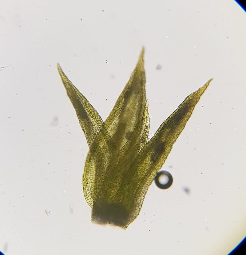 Trichostomum meridionale, photographed by Helen Waterman