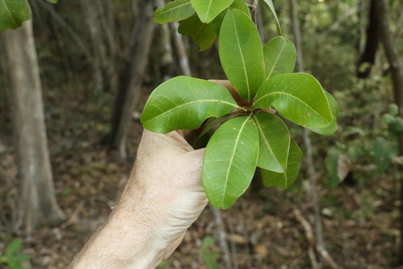 Acronychia imperforata, photographed by Greg Tasney