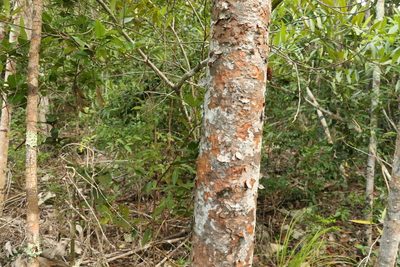 Agathis robusta, photographed by Greg Tasney