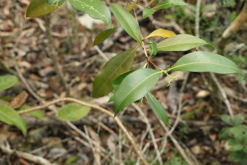 Triflorensia ixoroides, photographed by Greg Tasney