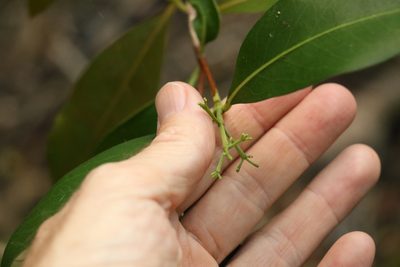 Triflorensia ixoroides, photographed by Greg Tasney