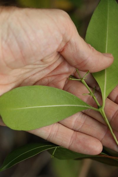 Triflorensia ixoroides, photographed by Greg Tasney