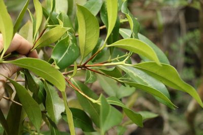 Triflorensia ixoroides, photographed by Greg Tasney