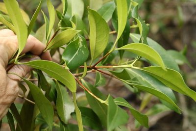Triflorensia ixoroides, photographed by Greg Tasney