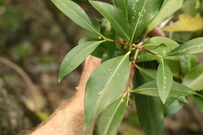 Triflorensia ixoroides, photographed by Greg Tasney