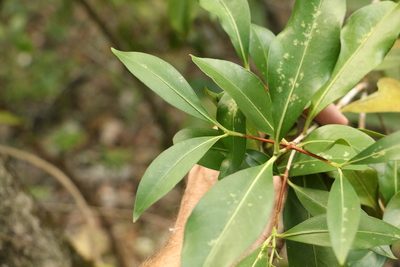 Triflorensia ixoroides, photographed by Greg Tasney