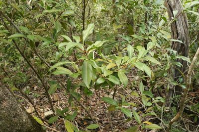 Triflorensia ixoroides, photographed by Greg Tasney