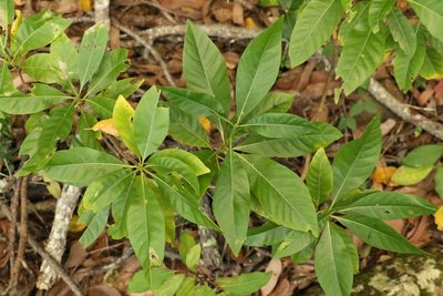 Pavetta australiensis, photographed by Greg Tasney