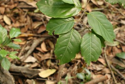 Turraea pubescens, photographed by Greg Tasney