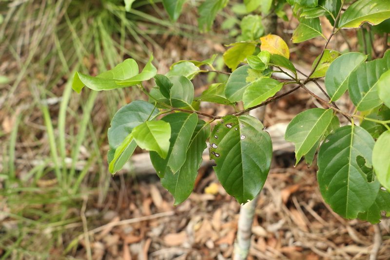 Turraea pubescens, photographed by Greg Tasney